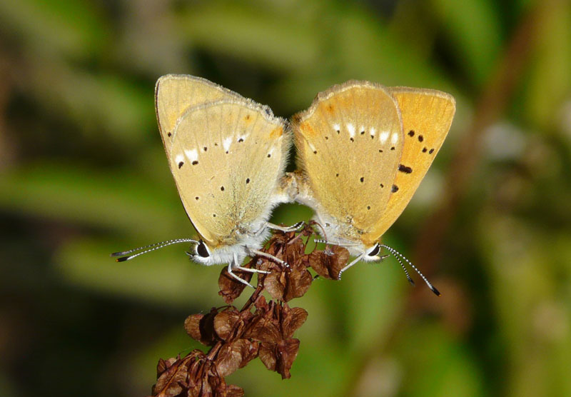 Coppia di Lycaena virgaureae